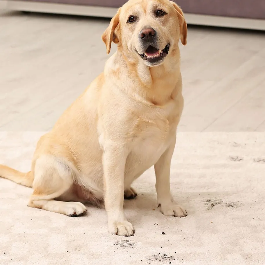 Blotting a spill on an area rug - accidents happen