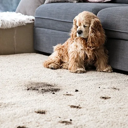 Carpet Bonus Tips - Color Interiors Design Center