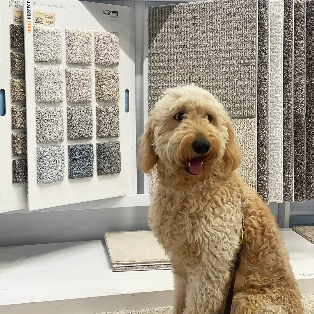 PetPerfect Doodle - Color Interiors Design Center