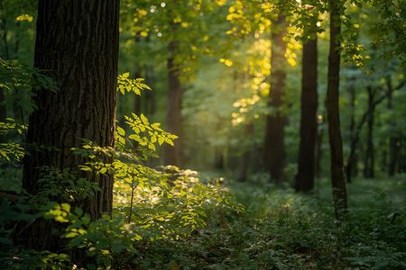 Creating a Greener Home with Sustainable Hardwood and Modern Carpet Solutions
